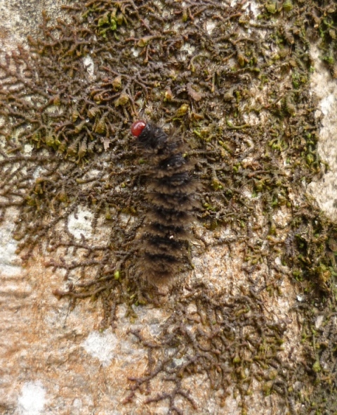 Arctia villica? No Amata sp.